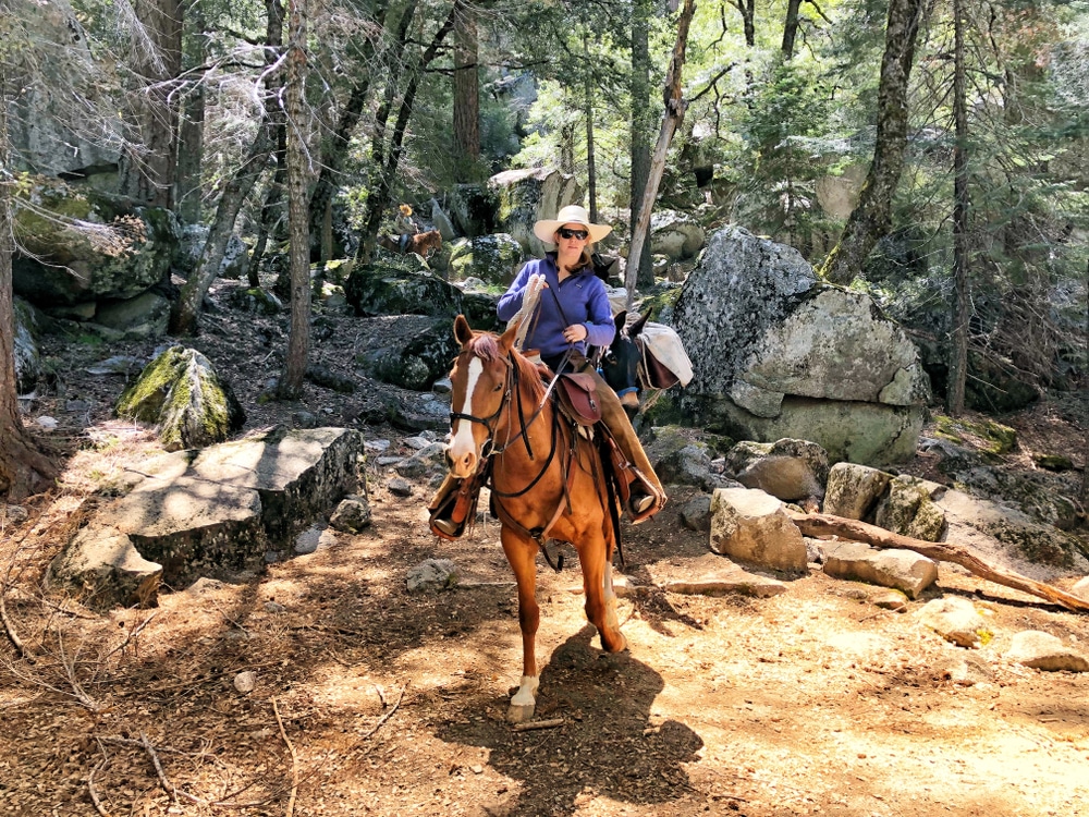 Horses,And,Mules Yosemite