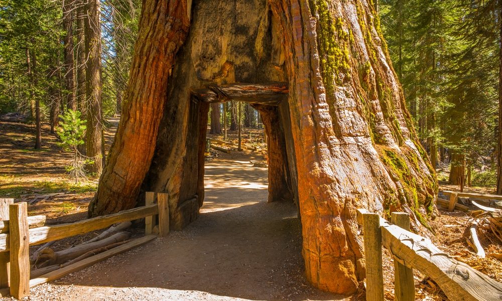 Giant,Sequoia,,Mariposa,Grove,,Yosemite,National,Park,,California,,Usa.,Tunnel